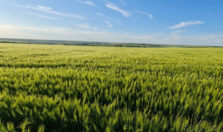 На Миколаївщині пересіяли 250 га озимих через негоду