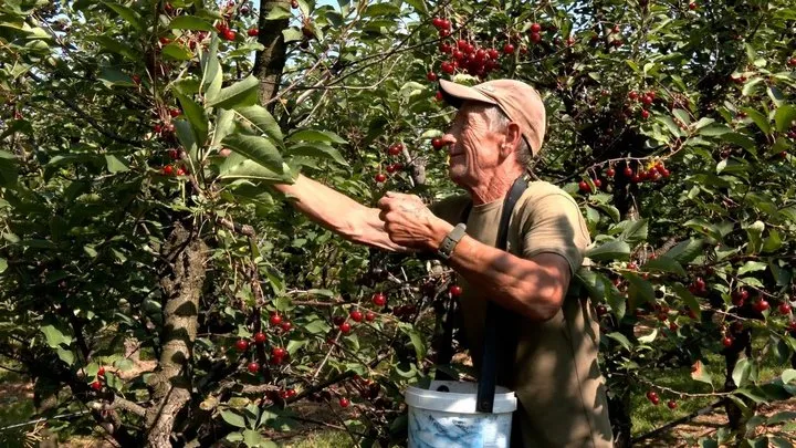 На Вінниччині врожай вишні скоротився через заморозки
