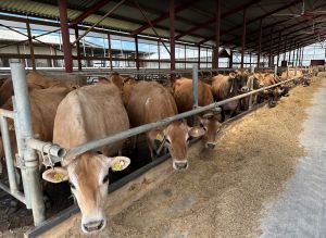 Поголів'я ВРХ в Україні скоротилося на 19%: дані АВМ