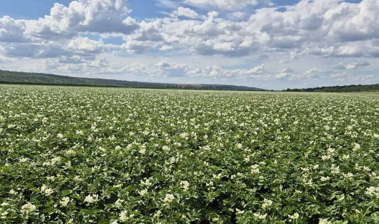 Польські фермери скоротили площі під картоплею на 12%