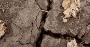 Як посуха на заході України вплине на врожайність пшениці
