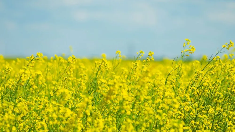 Ріпак в Україні: ціни досягли річного мінімуму