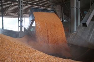 Росія обмежила приймання зерна у портах Чорного моря