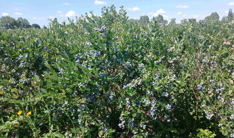 Українська лохина підкорює Європу