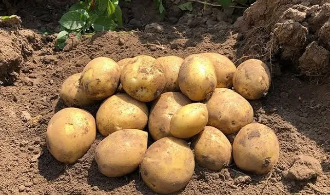 Як зміна клімату впливає на вирощування картоплі у світі та Україні