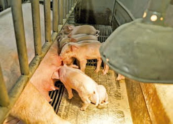 Як освітлення впливає на продуктивність свиней