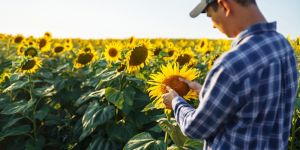 Як захистити соняшник та сою від склеротиніозу