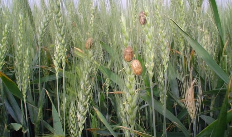Чому популяція клопа шкідливої черепашки скорочується?