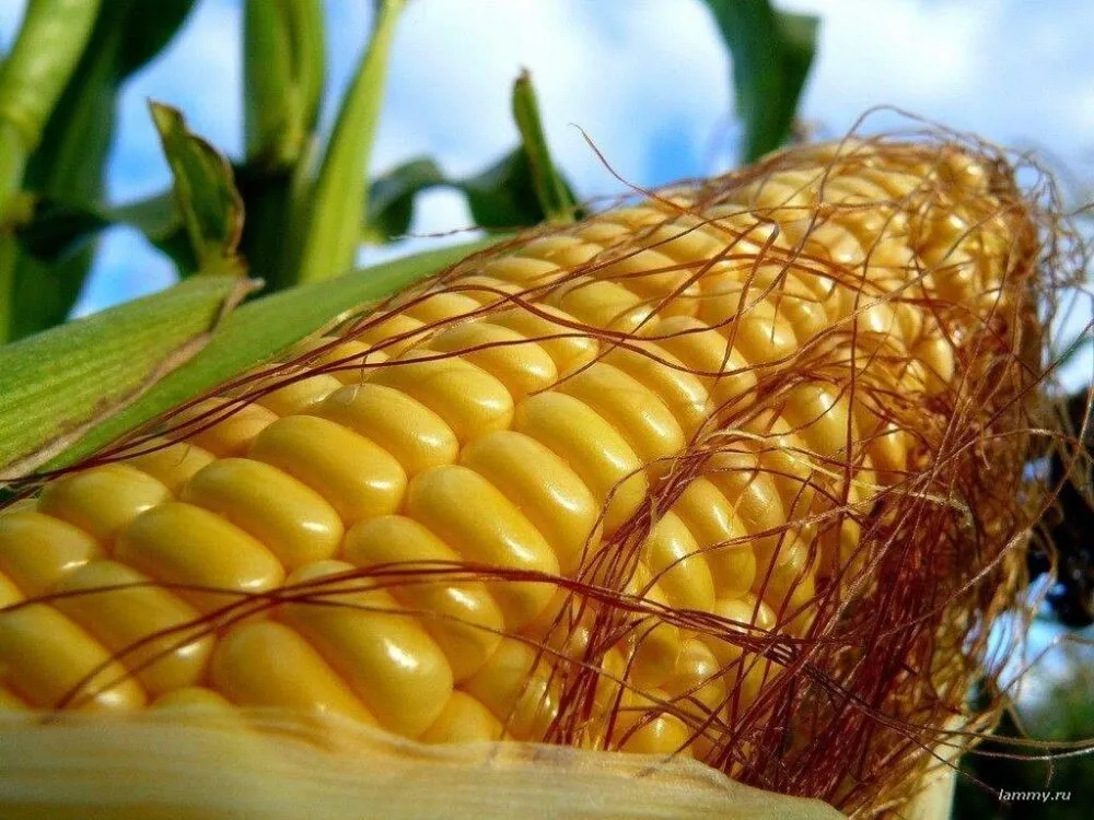 Чому в Україні падають ціни на фуражну кукурудзу?