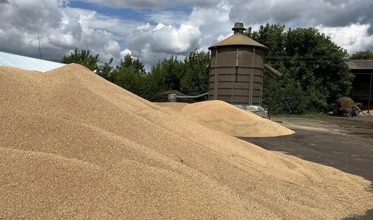 Ціни на пшеницю на Дніпропетровщині: скільки платять фермерам