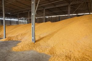 Експорт кукурудзи: логістичні виклики нового врожаю