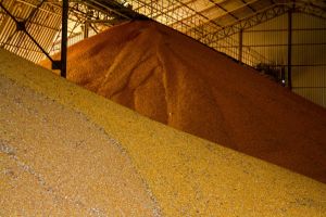 Експорт зерна: Україна коригує прогнози через обстріли