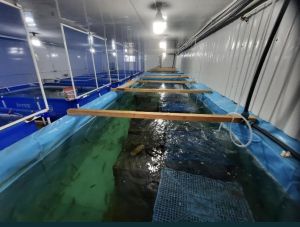 Фермери зазнали мільйонних збитків через "Українську креветку"