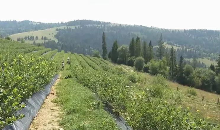 Лохина на Закарпатті: врожайність 3 кг з куща у горах