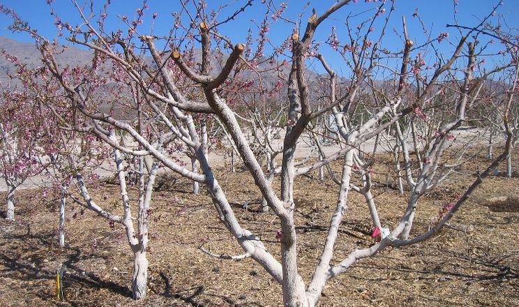 Мікроклімат ділянки: як врятувати врожай абрикосів