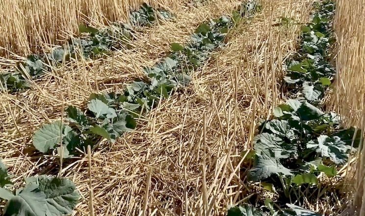No-till: скільки пального потрібно на сезон