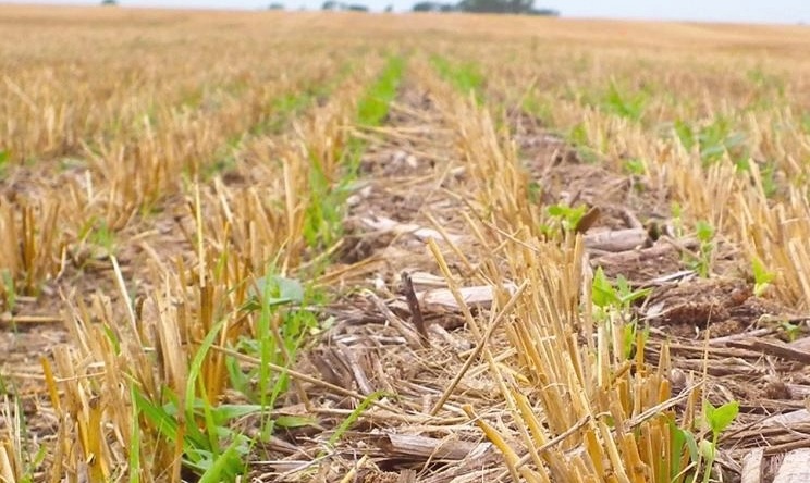No-till: Техніка для збереження вологи