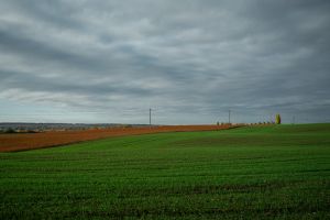 Площі під озимою пшеницею в Україні скоротяться