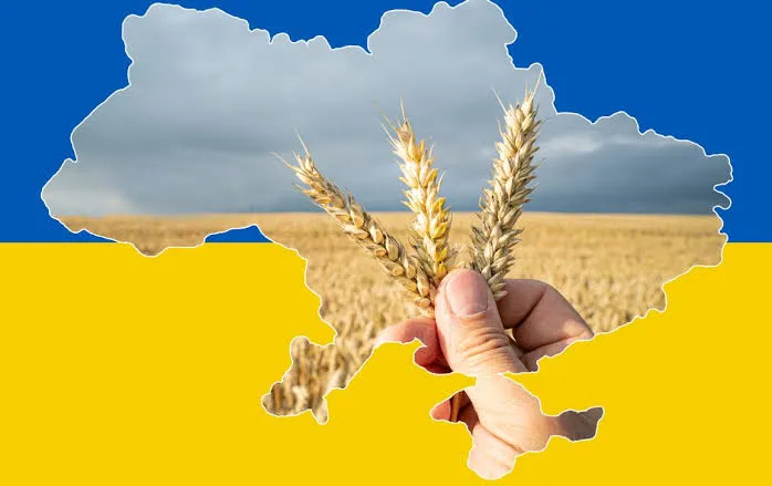 Прогноз врожаю зернових в Україні зріс