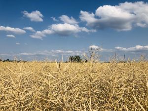 Пролонгація кредитів 5-7-9% для аграріїв: нові умови