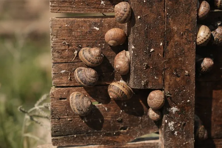 Равликова ферма на Сумщині: 10 тонн продукції щорічно