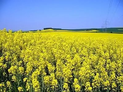 Ріпак: кооперативи блокують експорт через ДАР