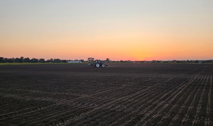 Ріпак: вигідна культура для українських аграріїв