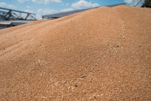 Росія планує викуп зерна: аграріїв підтримають