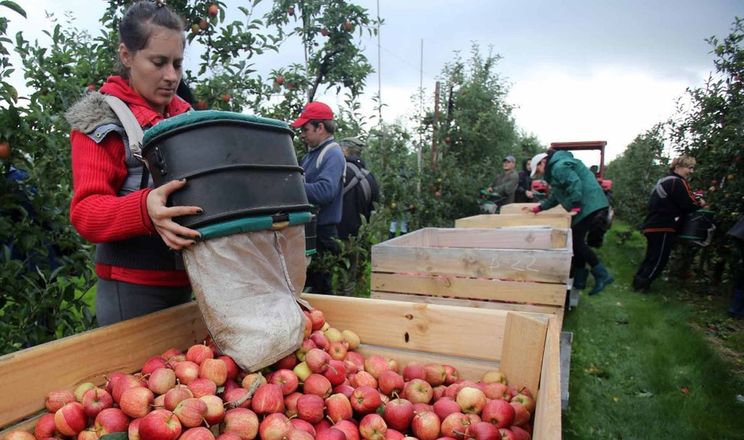 Садівництво України: виклики та перспективи