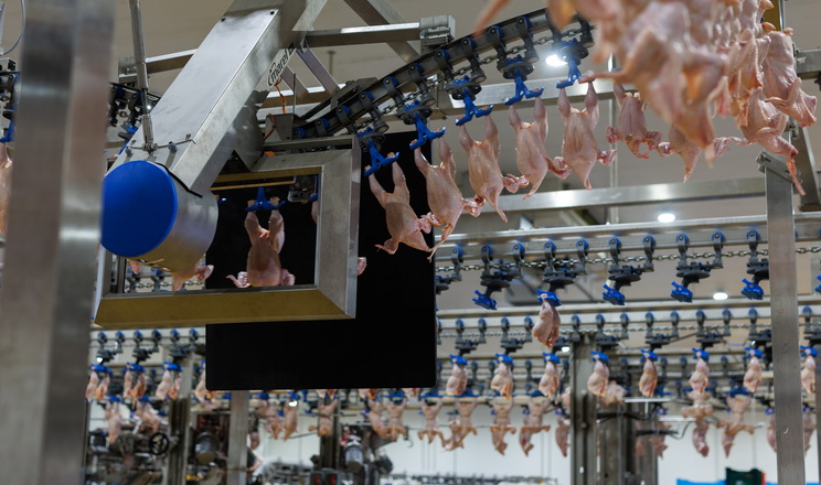 Собівартість продукції: головний виклик для птахівництва