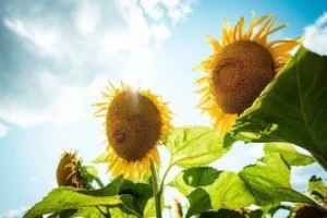 Соняшник дорожчає: аграрії диктують ціни