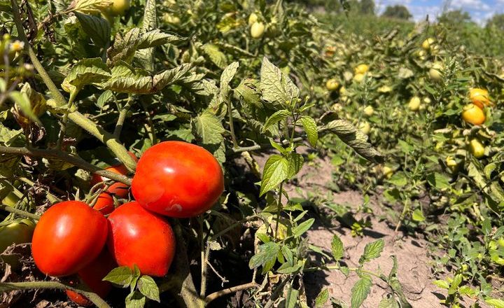 Томати: менше догляду – більше врожаю