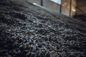 Україна нарощує експорт соняшнику: прогнози