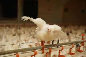 Україна: вакцинація птиці за стандартами ЄС