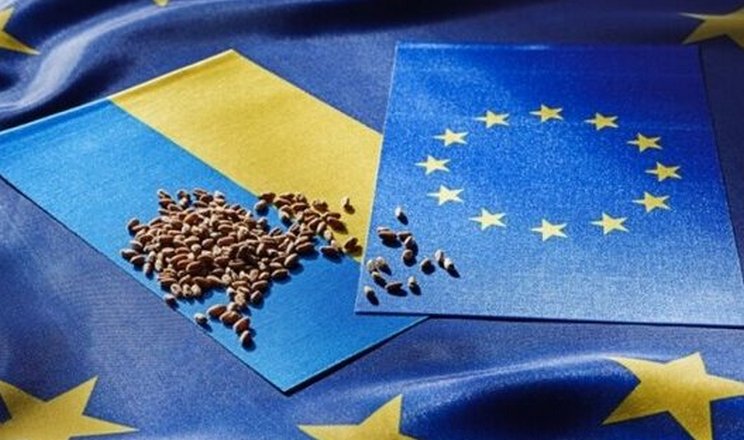 Українська пшениця: виклики на ринку ЄС