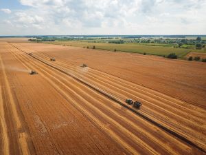 Урожай зернових та олійних в Україні: прогноз до 85 млн тонн