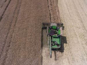 Врожай ріпаку в Україні: лідери та показники збору 2024