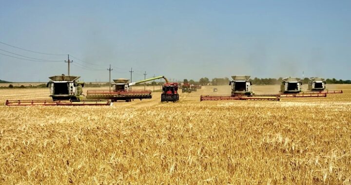 Вплив європейської спеки на світові ціни зерна: прогнози