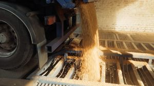 Єврокомісія оцінить врожай України для допомоги аграріям