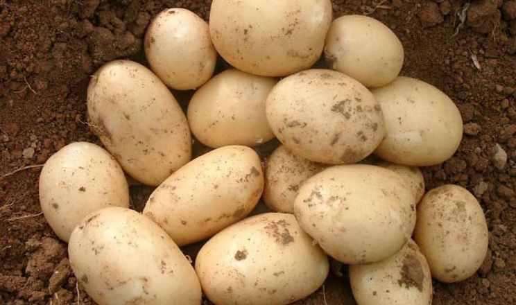 Європа скорочує посіви насіннєвої картоплі