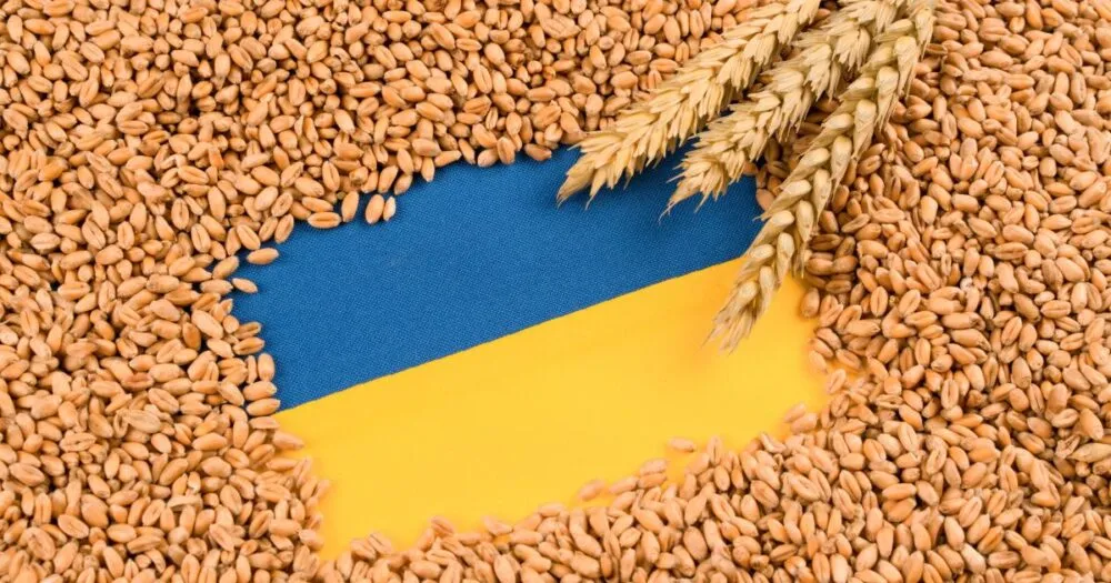 Зерно в Україні: ціни впали до критичного рівня