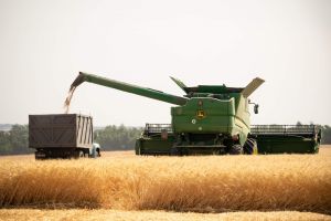Жнива 2026: Україна зібрала половину ранніх зернових