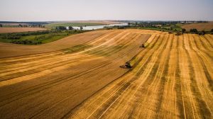 Жнива ранніх зернових: зібрано 17,6 млн тонн