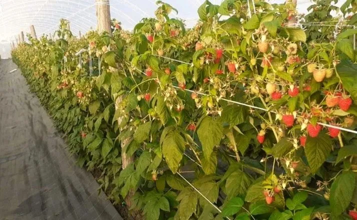 Аномальна посуха в Україні: як вижили ягідники у серпні