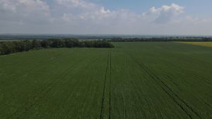 Бобові в сівозміні: як зменшити витрати на азотні добрива