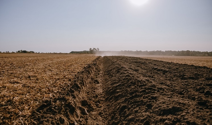 Чому «Крячківка Агро» відмовилися від no-till на користь оранки