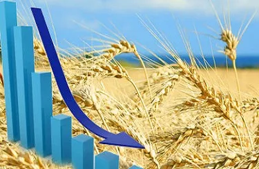 Ціни на пшеницю в Україні падають