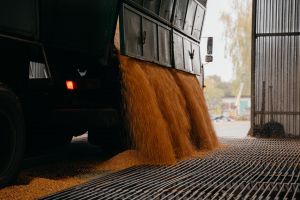Експорт кукурудзи: США можуть потіснити Україну в ЄС