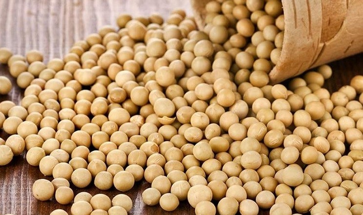 Експорт сої: нова програма для аграріїв