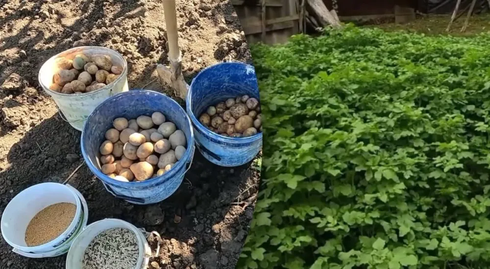 Гірчиця після картоплі: секрети родючості
